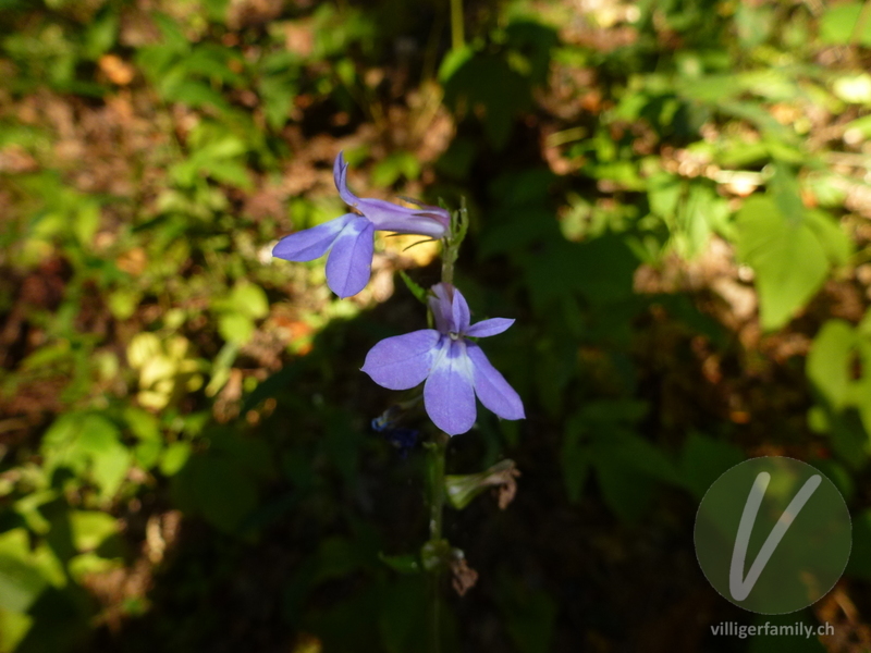 Lobelie (Lobelia puberula): Übersicht